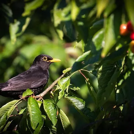 Cityappartement Am Kirschberg شقة فايمر