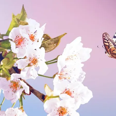 Cityappartement Am Kirschberg 公寓