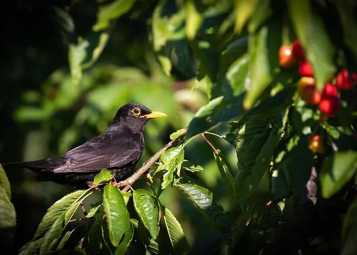 Cityappartement Am Kirschberg Appartement Weimar (Thuringia)